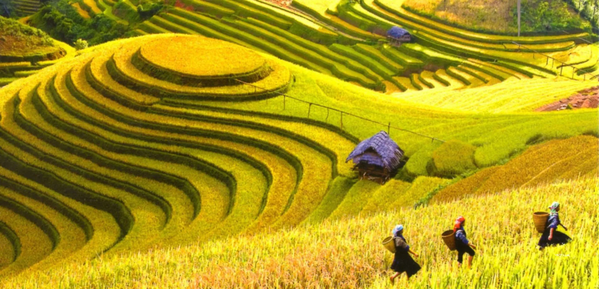 Sapa rice terraces – a must-see landscape in northern Vietnam